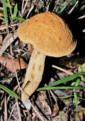 Leccinellum rugosiceps
