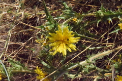 Scolymus