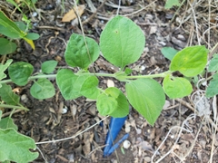 Carlowrightia torreyana