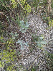 Eryngium maritimum