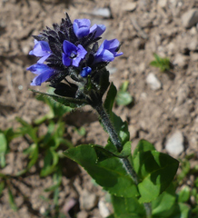 Veronica wormskjoldii