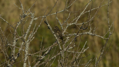 Luscinia svecica