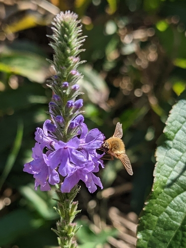 Grasshopper bee fly photo 2