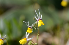 Nemesia cheiranthus