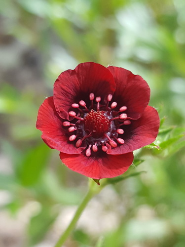 Potentilla thurberi