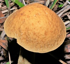 Leccinellum rugosiceps