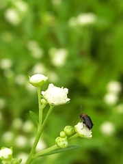 Luperomorpha nigripennis
