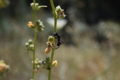 Camponotus cruentatus