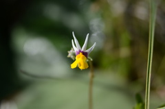 Nemesia cheiranthus