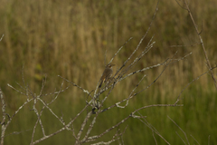 Luscinia svecica