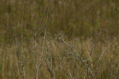 Luscinia svecica