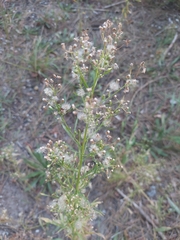 Erigeron canadensis
