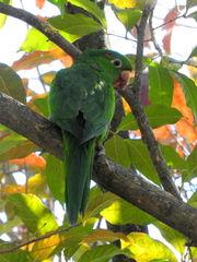 Psittacara leucophthalmus