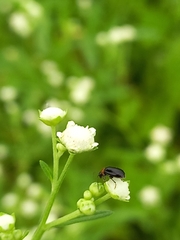 Luperomorpha nigripennis