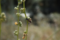 Camponotus cruentatus