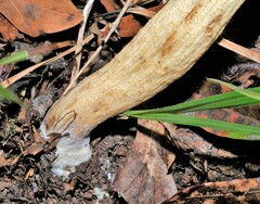 Leccinellum rugosiceps