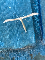 Hellinsia homodactylus