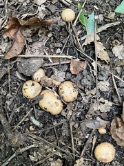 Scleroderma