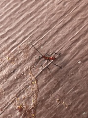 Heteroptera