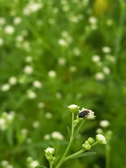 Luperomorpha nigripennis