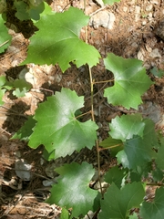 Vitis monticola