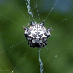 Gasteracantha kuhli
