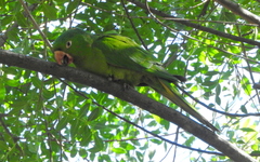 Psittacara leucophthalmus