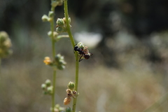 Camponotus cruentatus