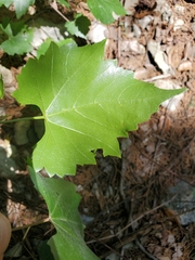 Vitis monticola