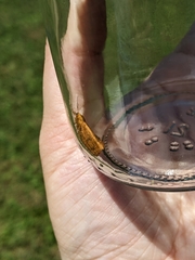 Virbia aurantiaca