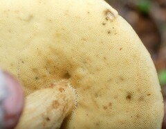 Leccinellum rugosiceps