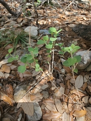 Carlowrightia torreyana