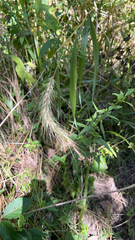 Elymus canadensis