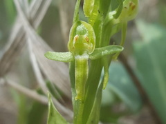 Platanthera brevifolia