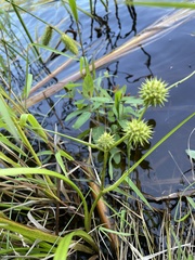 Sparganium americanum