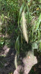 Elymus canadensis