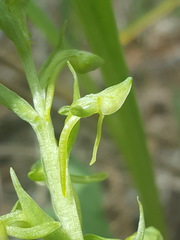 Platanthera brevifolia