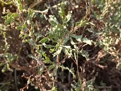 Genista tridentata