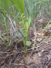 Platanthera brevifolia