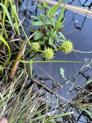 Sparganium americanum
