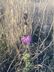 Silene dioica