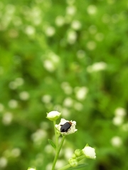 Luperomorpha nigripennis