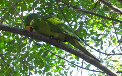 Psittacara leucophthalmus
