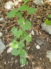Vitis monticola