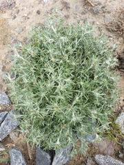 Gnaphalium uliginosum