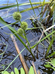 Sparganium americanum