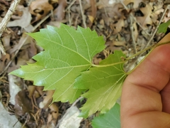 Vitis monticola