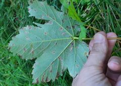 Aceria pseudoplatani