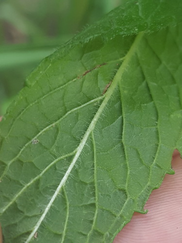 Mentha spicata