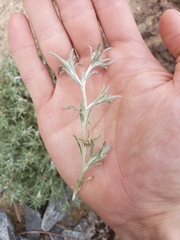 Gnaphalium uliginosum